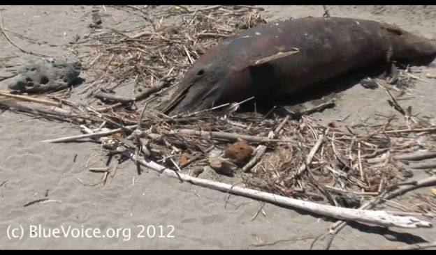 Il mistero dei delfini e pellicani morti in Perù