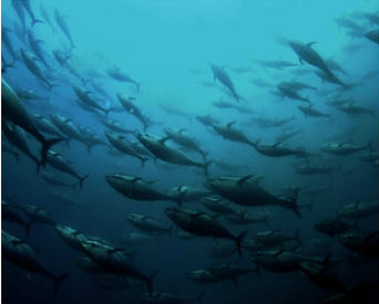 Tonni radioattivi da Fukushima alla California