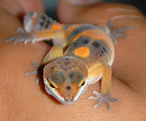 I bambini preferiscono gli animali ai giocattoli