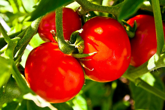 Tutti i geni del pomodoro