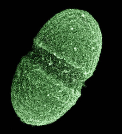 La carta d’identità dei batteri umani