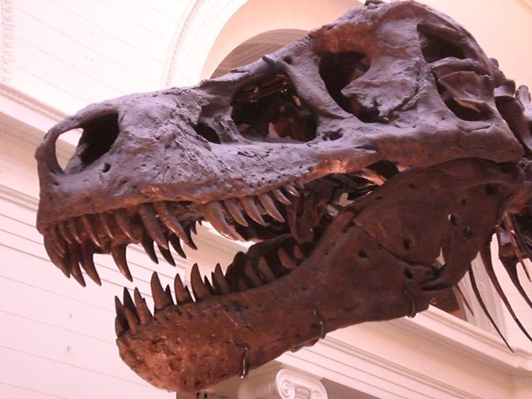 L’insospettabile leggerezza dei dinosauri