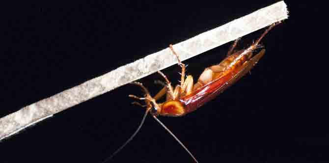 Blatte e scarafaggi, equilibristi in fuga