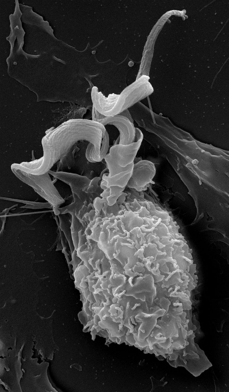 Il trucco del Tripanosoma