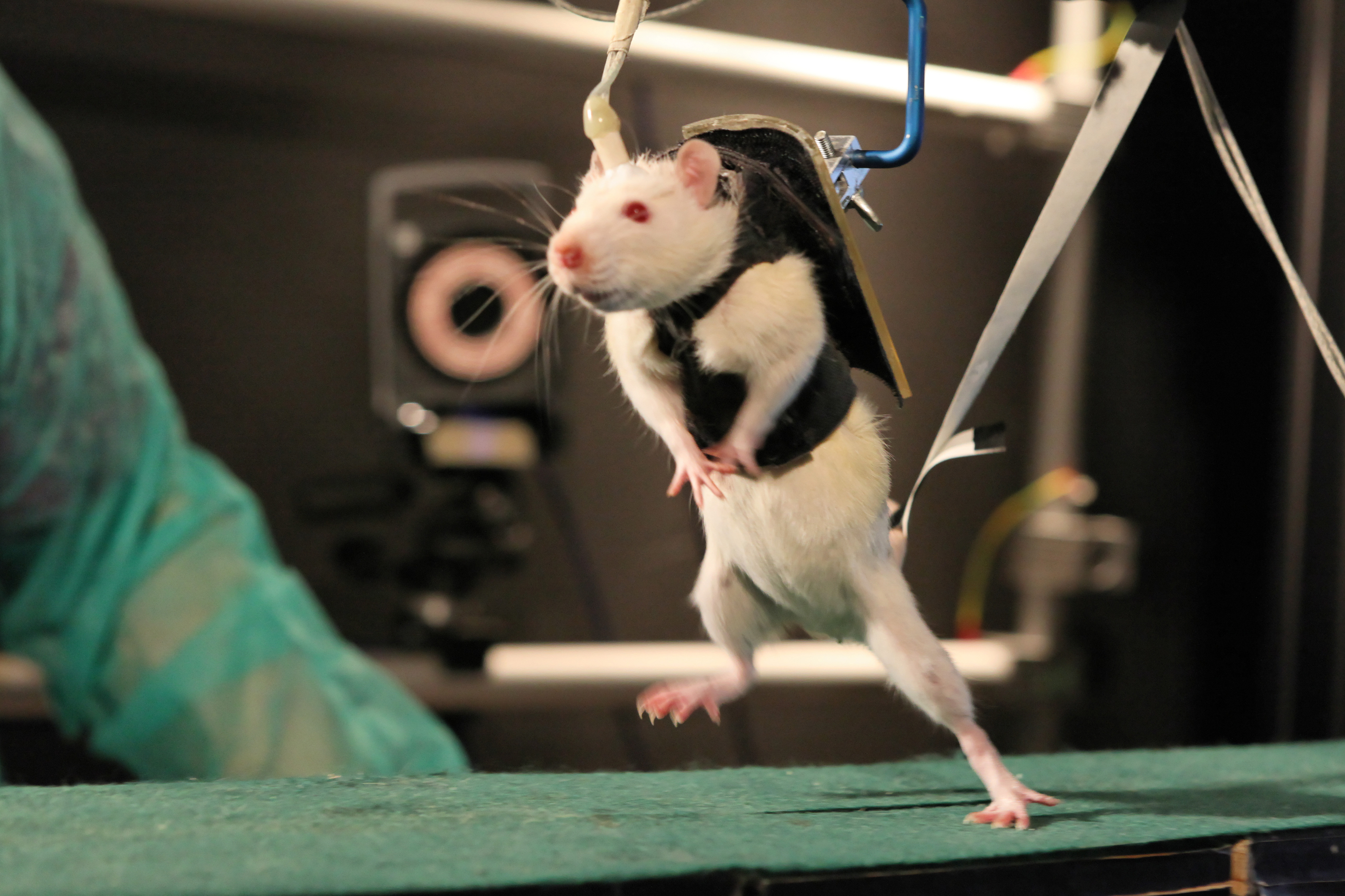Animal lab. Лабораторная крыса. Эксперимент с мышами.