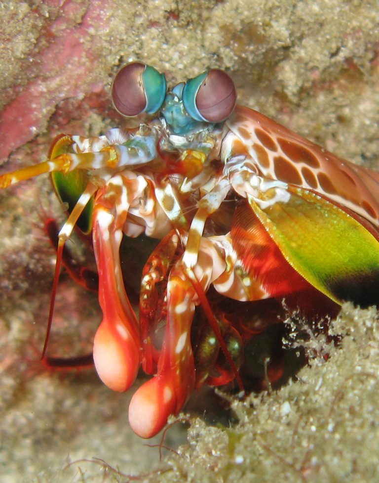 Il crostaceo con i guantoni