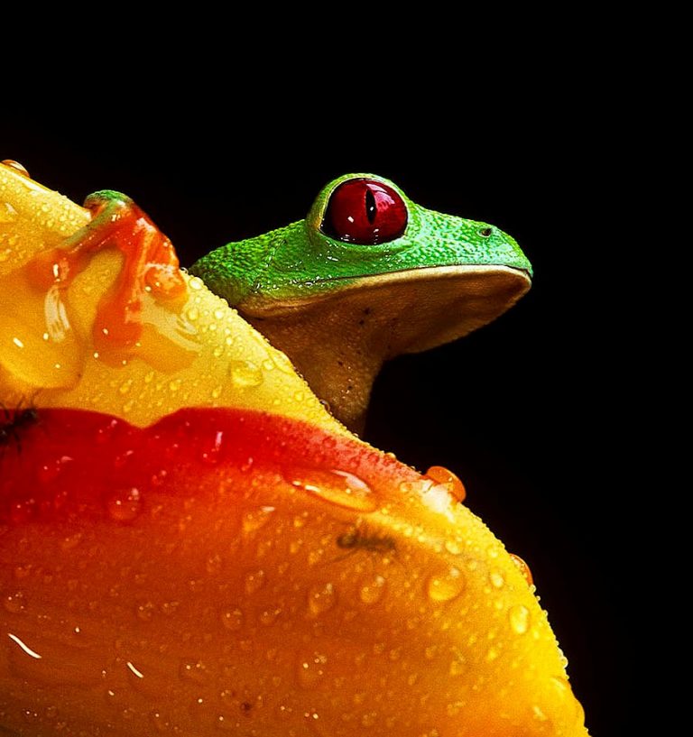 Un check up per le foreste tropicali