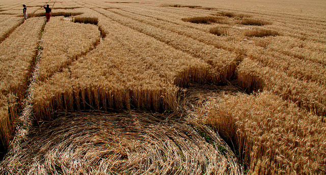 La fioritura delle patacche