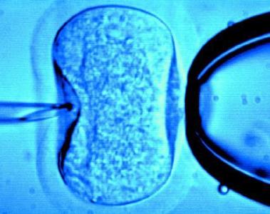 Legge 40, cosa è concesso oggi in Italia