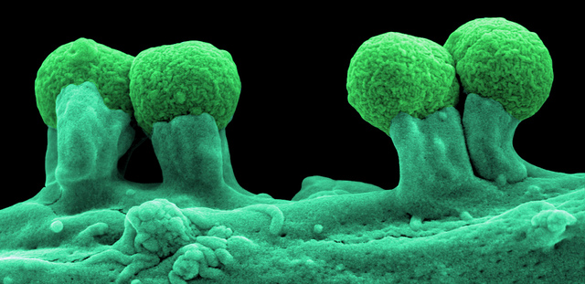 L’Olimpiade dei microbi