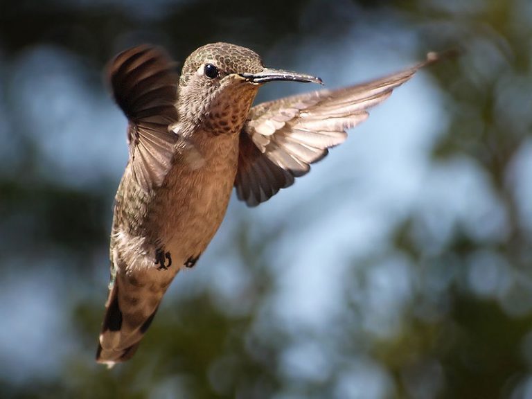 Colibrì, perché volare all’indietro è meglio