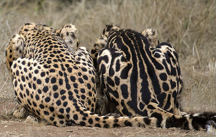 Quel che unisce gatti e ghepardi
