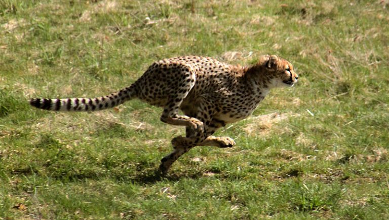 I segreti del ghepardo, animale a trazione posteriore