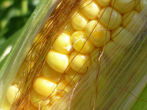 Gli ogm fanno male: ecco lo studio (e le polemiche)