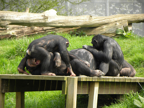 IgNobel, ecco le ricerche più improbabili del 2012