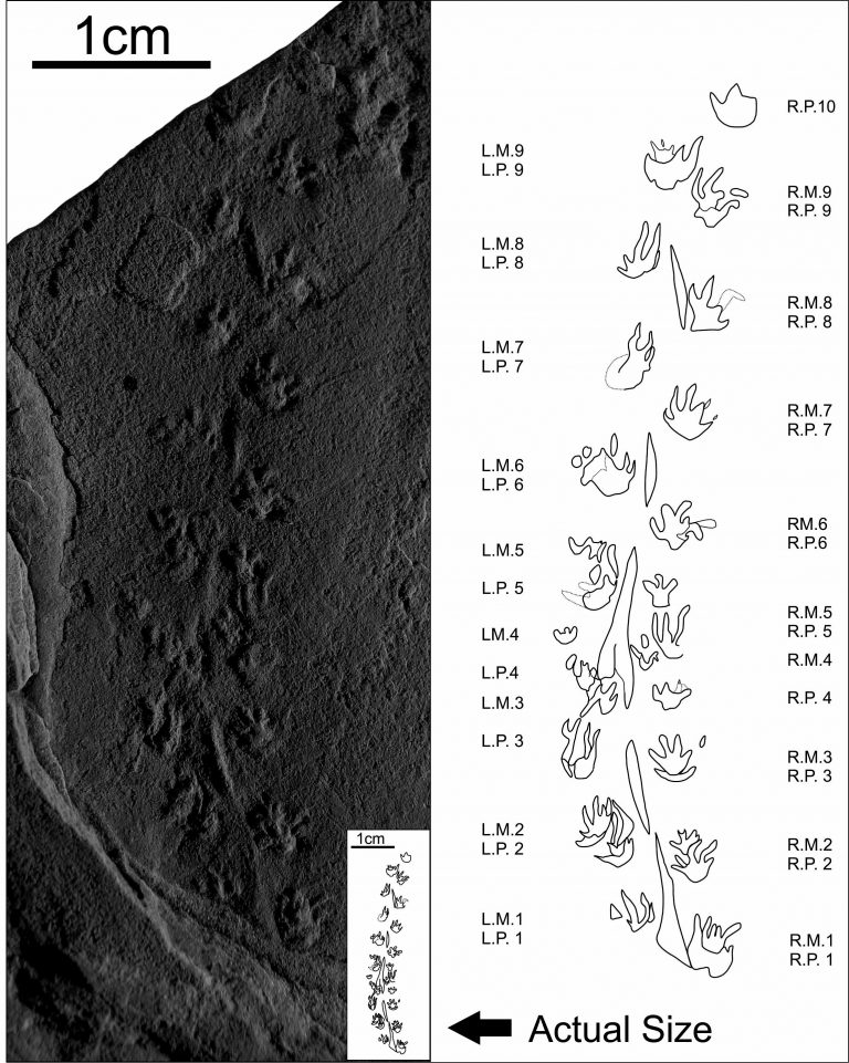 I piedi (fossili) più piccoli del mondo