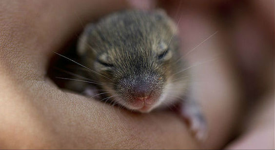 Come si manipolano i sogni