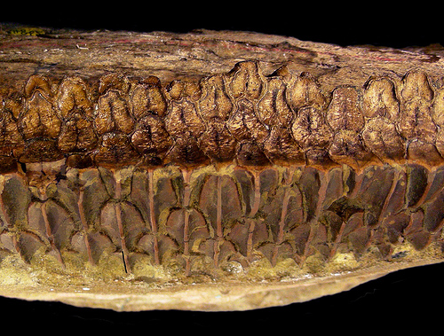 I complessi denti degli adrosauri