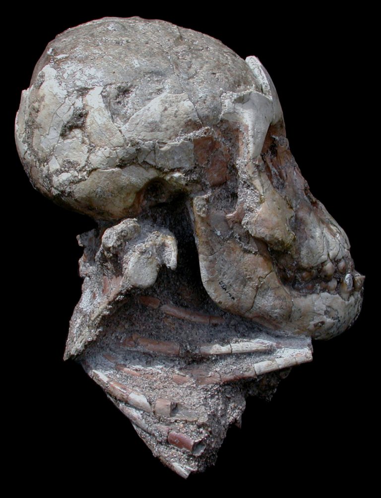 Lucy, l’arrampicatrice