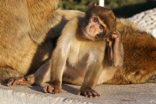Uomini e scimmie, buon sangue non mente