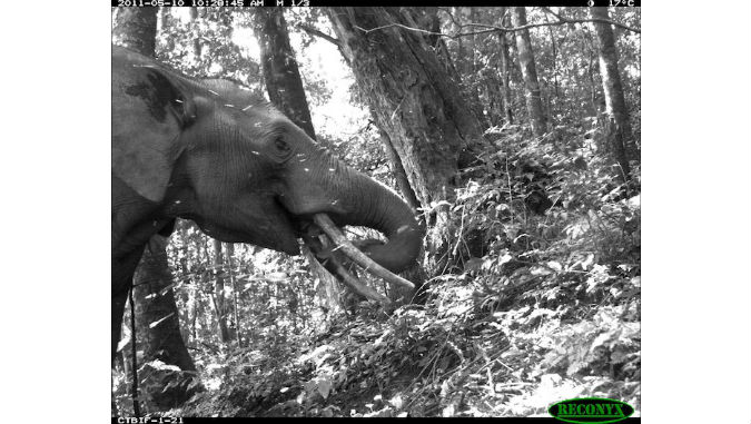 Scatti inediti dalla foresta impenetrabile