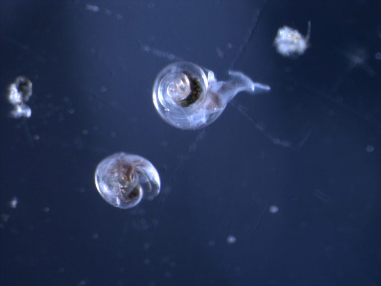 L’inquinamento che scioglie le conchiglie