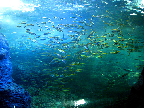 Gli animali marini si restringono col caldo