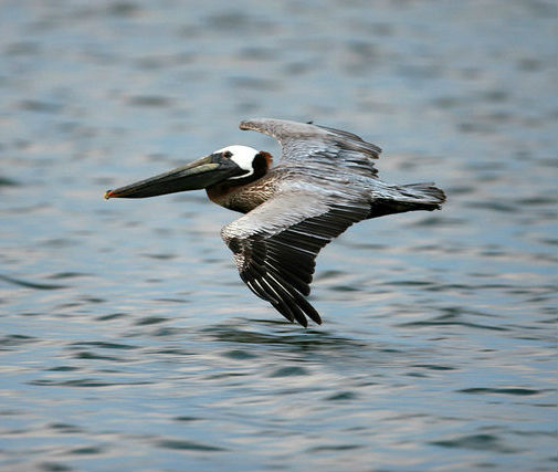 La lezione della Deepwater Horizon