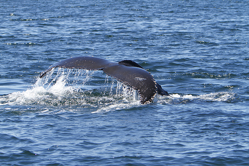 Le megattere? Cantano anche quando mangiano