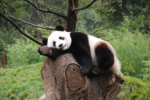 Il panda ha origini spagnole