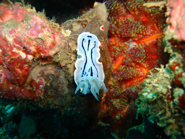 Catalogare la biodiversità, missione possibile