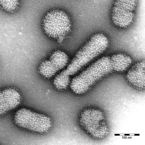 Influenza aviaria, ripartono gli studi sul supervirus
