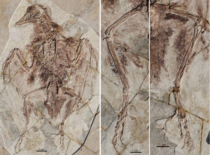 Quando gli uccelli avevano quattro ali