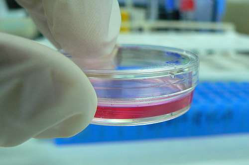 Stamina, l’appello degli scienziati al ministro Balduzzi