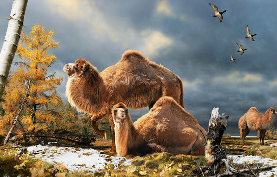 Un cammello gigante al Polo Nord