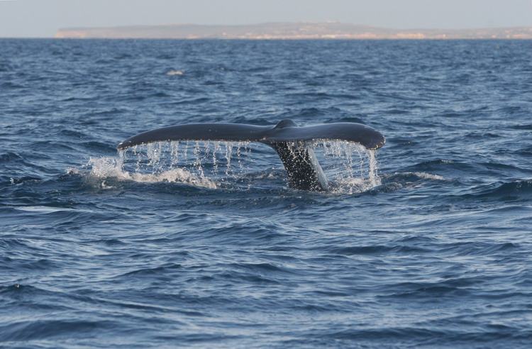 Una megattera a Lampedusa