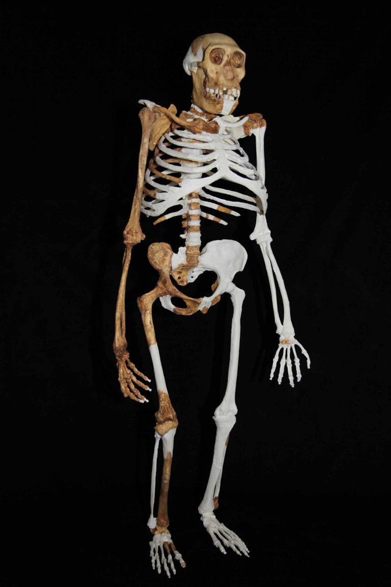 Australopithecus sediba, tutto sul nostro antenato