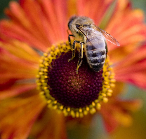 Api: verso il bando dei pesticidi