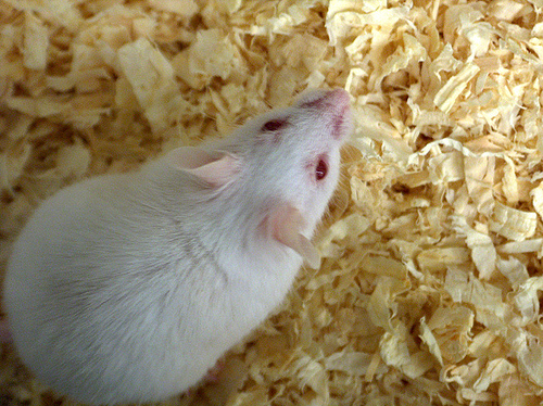 Perché l’assalto allo stabulario di Milano