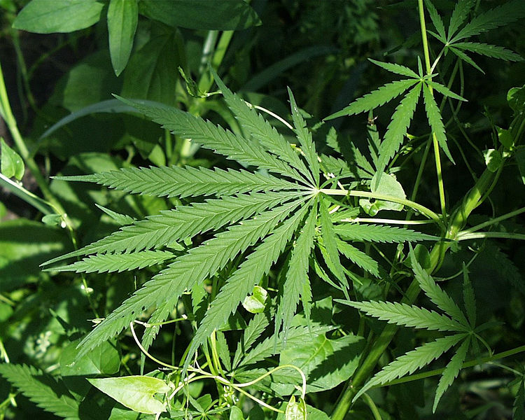 Marijuana per prevenire il diabete?
