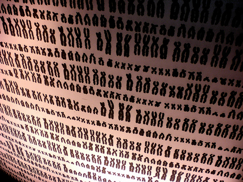 Il seno di Angelina e i geni Brca