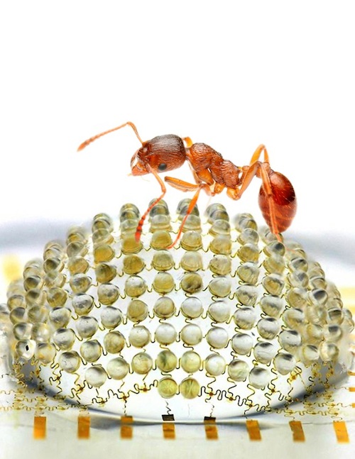 Arriva l’occhio artificiale (d’insetto)