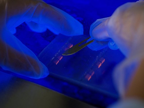 Perché il Dna non si può brevettare