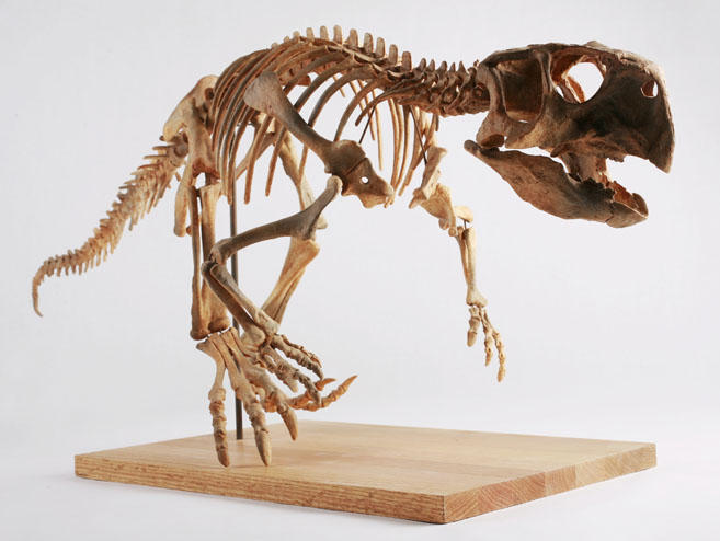 Come i dinosauri divennero bipedi