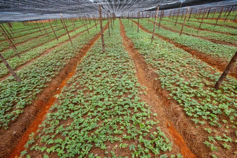 Cocktail di pesticidi nei prodotti tradizionali cinesi