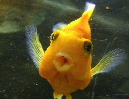 Gesticolare? L’origine è nei pesci