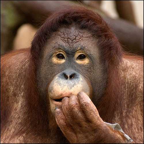 Caro Calderoli, siamo tutti un po’ orango