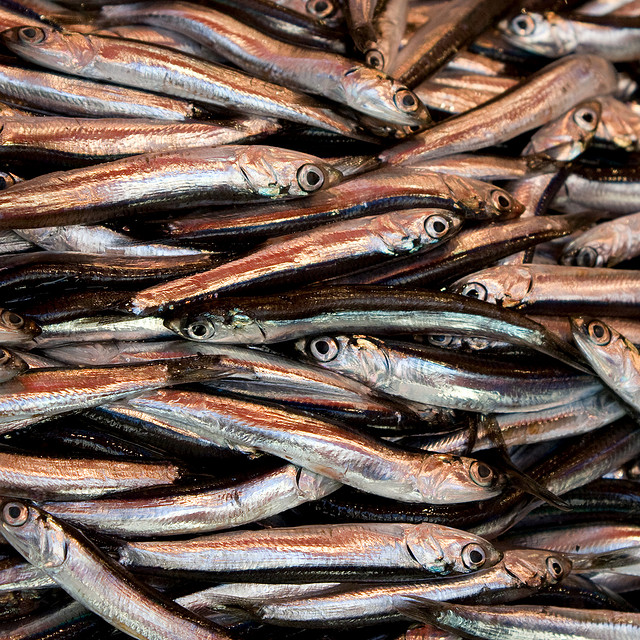 Fermo pesca, il mare chiude i battenti