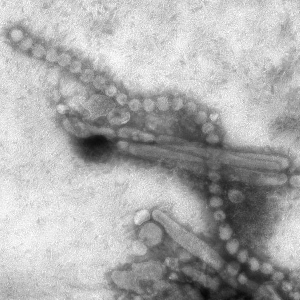 H7N9, il virus si trasmette tra umani