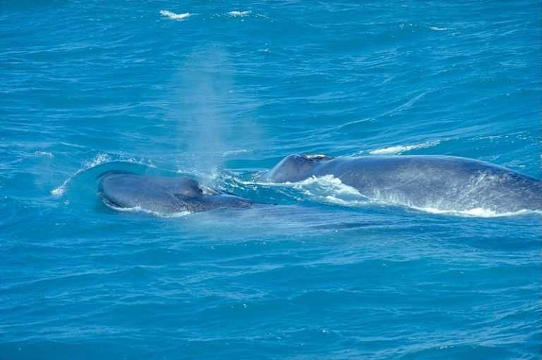 Anche le balene si abbronzano